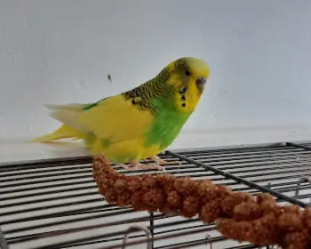 Einzug Willy, 12 Jahre Senior zieht ein