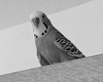 Franz gestorben ✝️